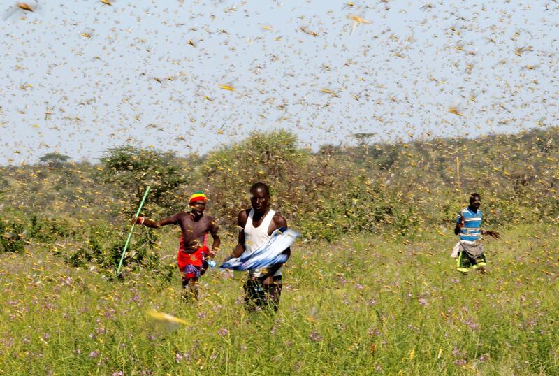 FILE PHOTO: Samburu men attempt to fend-off a swarm of desert locusts flying over a grazing land in Lemasulani village, Samburu County, Kenya January 17, 2020. REUTERS/Njeri Mwangi/File Photo