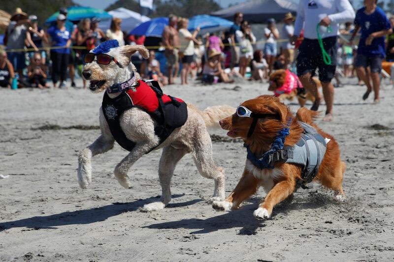 Dogs race to the beach to begin their timed heat as they compete in the 14th annual Helen Woodward Animal Center "Surf-A-Thon". Reuters
