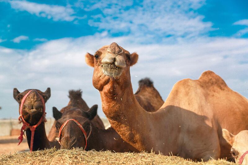 Abu Dhabi, U.A.E., October 19, 2018.  
Quest TV game show at the Al Ain desert. -- At the camel farm.  Before the start of the Quest Show.
Victor Besa / The National
Section:  NA
Reporter:  Haneen Dajani