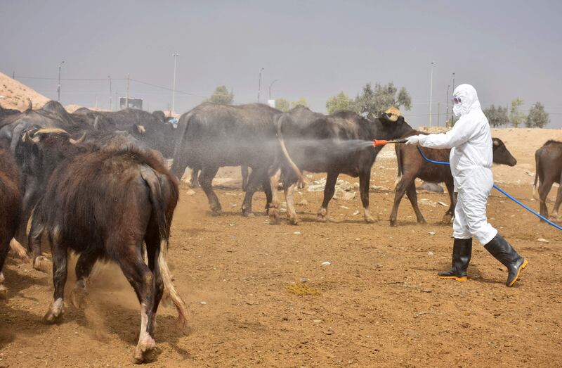 A member of a veterinary team sprays a farm's cattle and enclosures with disinfectant in Iraq's northern city of Kirkuk,  on May 7, 2022, a day after registering the first death of Crimean-Congo haemorrhagic fever as cases of the virus spread to the country's north.  - Iraq has registered eight deaths from 40 cases of the illness, also known as Congo fever, since the start of the year, a health ministry spokesman said.  The disease is tick-borne and causes severe haemorrhaging, according to the World Health Organization.  (Photo by Shwan NAWZAD  /  AFP)