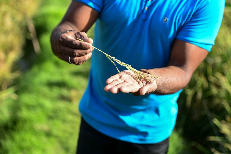 Rice grown at Green Heaven Farm. 