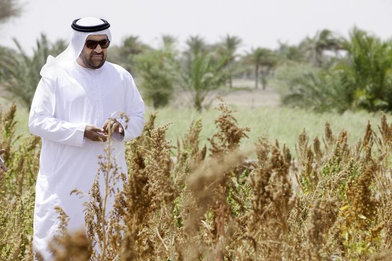 Dr Rashid bin Fahad, Minister of Environment and Water, examines the crops in the fields of quinoa at Al Dhaid agricultural research centre. Jaime Puebla / The National