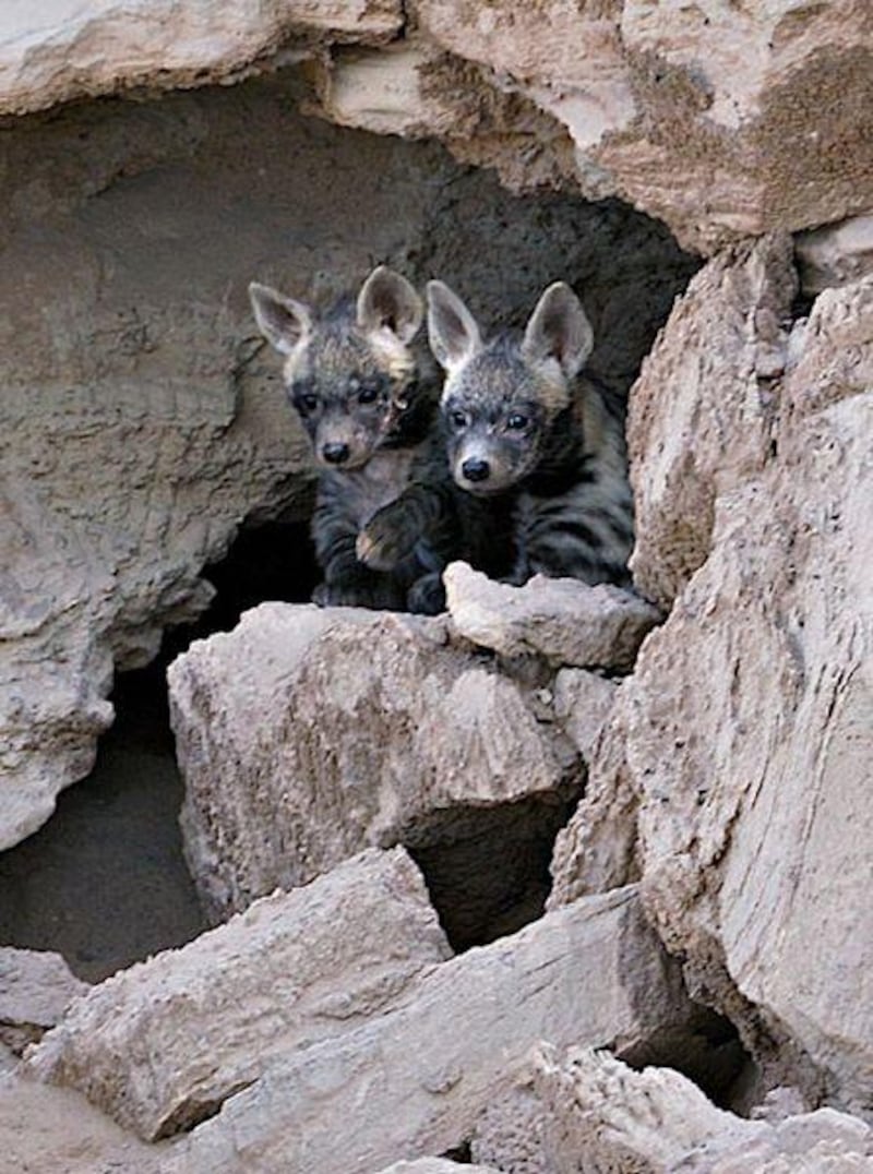 The sex of these two hyena cubs has yet to be established and they are still too young to venture out of the den.