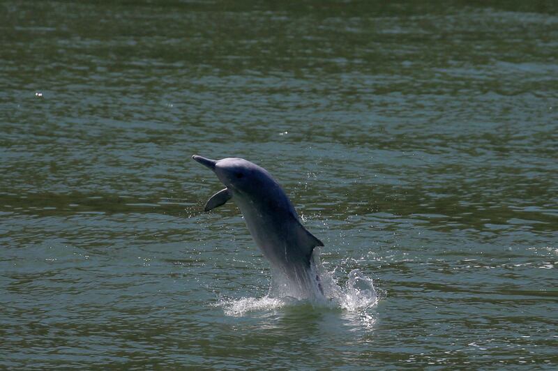 FILE PHOTO: A Chinese white dolphin jumps out of the sea off Lantau island in Hong Kong, China May 30, 2018.  REUTERS/Bobby Yip/File Photo