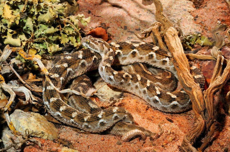 FJ566F saw-scaled viper, saw-scaled adder, Sochurek's saw-scaled viper, eastern saw-scaled viper, Stemmler's saw-scaled viper (Echis carinatus, Echis carinatus sochureki  ), mating, Pakistan