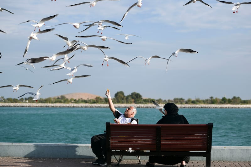 Feeding seagulls on the Corniche in Abu Dhabi. Khushnum Bhandari / The National