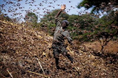 Stephen Mudoga, 12, the son of a farmer, tries to chase away a swarm of locusts on his farm as he returns home from school, at Elburgon, in Nakuru county, Kenya Wednesday, March 17, 2021. It's the beginning of the planting season in Kenya, but delayed rains have brought a small amount of optimism in the fight against the locusts, which pose an unprecedented risk to agriculture-based livelihoods and food security in the already fragile Horn of Africa region, as without rainfall the swarms will not breed. (AP Photo/Brian Inganga)