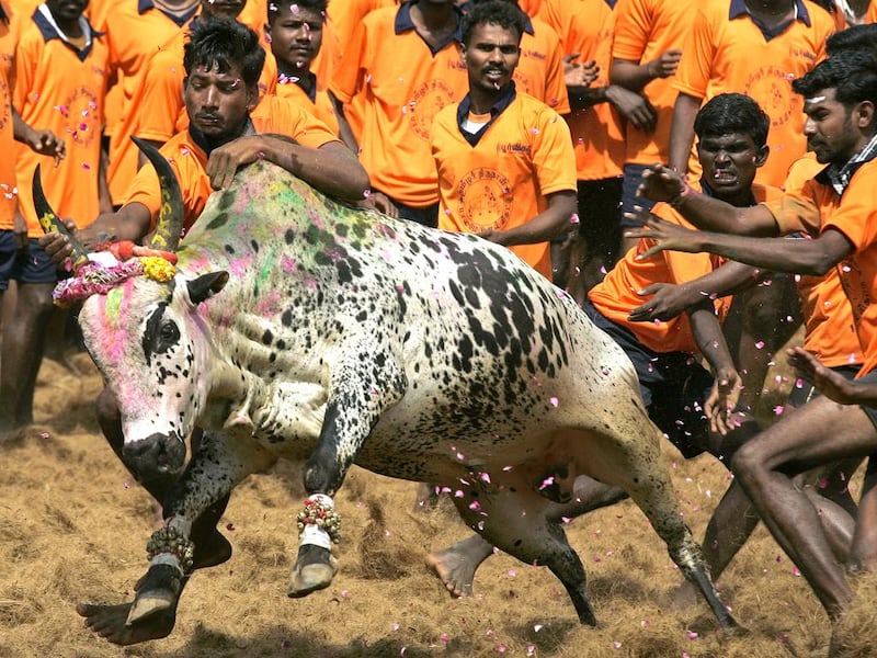 Indian youth attempt to catch a bull during a bull-taming festival known as Jallikattu at Palamedu Village near Madurai, some 500 kms south of Chennai, on January 16, 2011. The event was held as part of Tamil New Year 'Ponggal' celebrations. AFP/STR