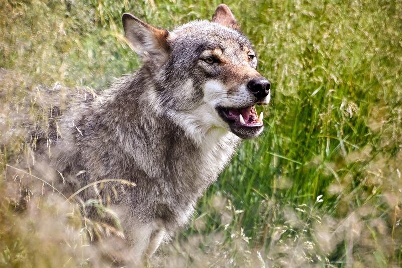 A Grey Wolf is seen in the wild at the Lower Rhine wolf region of Schermbeck, Germany.  EPA
