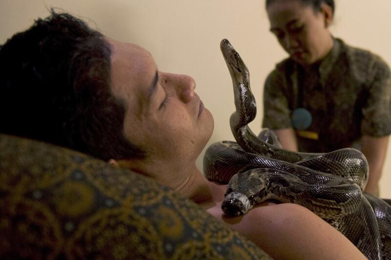 Pythons slither over Ferdi Tilukay, a 31-year-old accountant, during his "snake body massage" session at the Bali Heritage Reflexology and Spa located in the Indonesian capital city of Jakarta. Romeo Gacad / AFP







