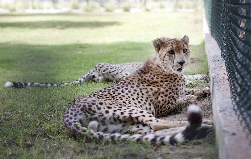 Cheetahs rescued from private owners and moved to the Wildlife Centre refuge, near Mussaffah. Lee Hoagland / The National