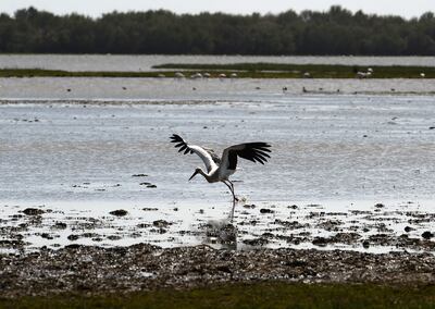 In Spain, digging an illegal well to irrigate crops is a widespread practise as water becomes increasingly scarce. In the last 20 years, WWF-Spain has uncovered more than 1,000 illegal wells and over 3,000 hectares of illegal crops in the Doñana National Park. AFP