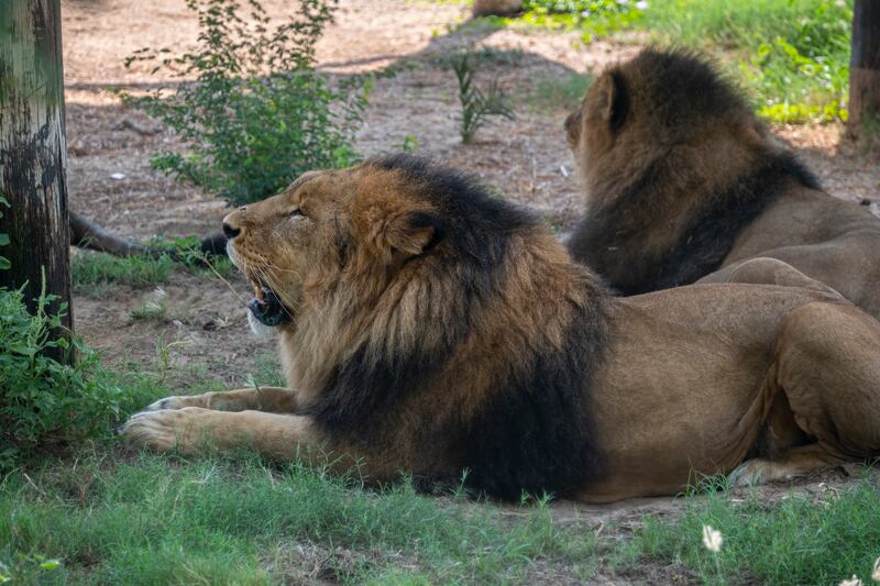 Dubai Safari Park, which spans 119 hectares and provides climate-suitable habitats for thousands of creatures, has reopened. Photo: Dubai Safari Park