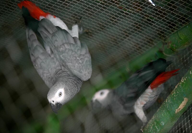 
DUBAI, UNITED ARAB EMIRATES – Dec 15: African Grey Parrot at Dubai Zoo in  Jumeirah 1, Dubai. (Pawan Singh / The National) *** Local Caption ***  PS15- JUMEIRAH 1.jpgPS15- JUMEIRAH 1.jpg