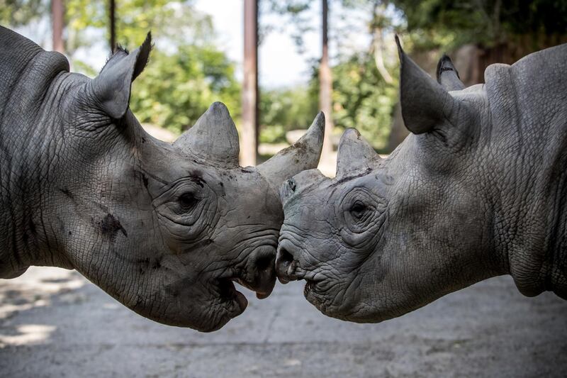 Olmoti (L) and Jasiri (R), black rhinos, play in enclosure at Safari Park in Dvur Kralove nad Labem, Czech Republic.  EPA