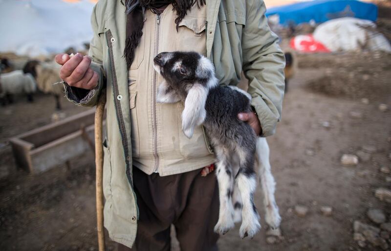 A shepherd carry a lamb in Hasankeyf, an ancient city with roots going back 10,000 years and located along the Tigris (Dicle) River in south-east Turkey's Batman province after the hydro electric power plant project in Batman, Turkey. EPA