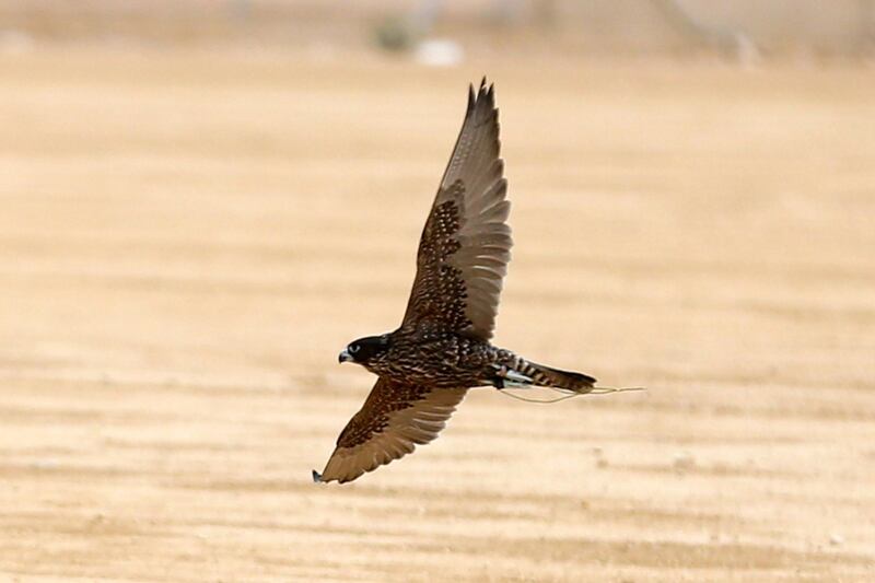 A falcon flies during the Saudi Arabia's King Abdulaziz Falconry Festival in Riyadh, Saudi Arabia. Reuters