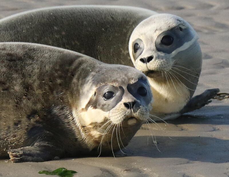 Two seal pups just being released into the North Sea on the beach of Juist island, northern Germany.  EPA