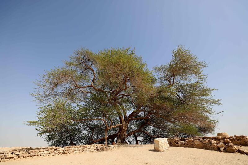 The tree has become a popular tourist destination due to its survival amid the harsh desert environment.