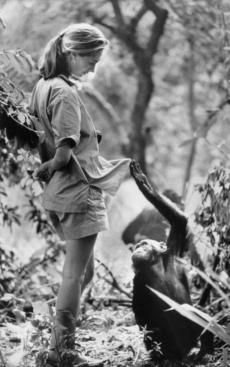 Goodall with one of her research subjects in the Gombe National Park in northern Tanzania. Getty Images