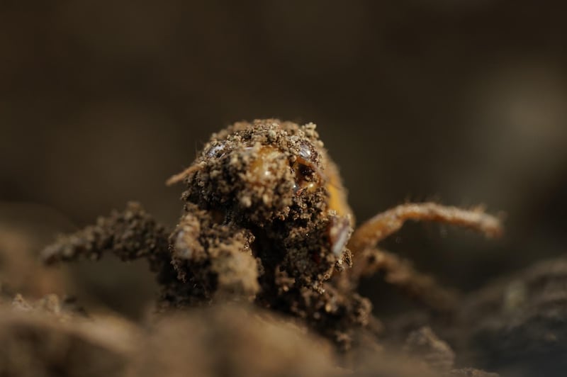 A dirt-covered cicada nymph crawls up from the ground. AP Photo