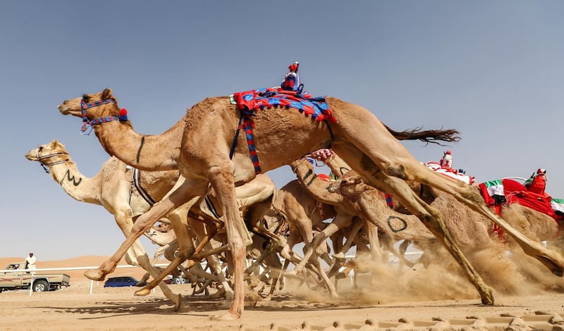 Robotic jockeys control camels during the Liwa 2019 Moreeb Dune Festival in the Liwa desert.  AFP