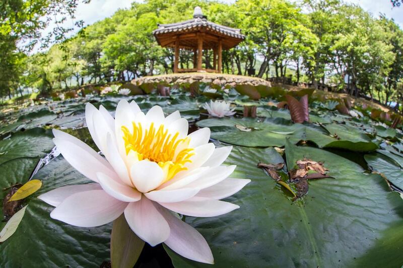 Lotus flowers are in full bloom at a pond in Goseong, South Gyeongsang Province, South Korea. Yonhap / EPA