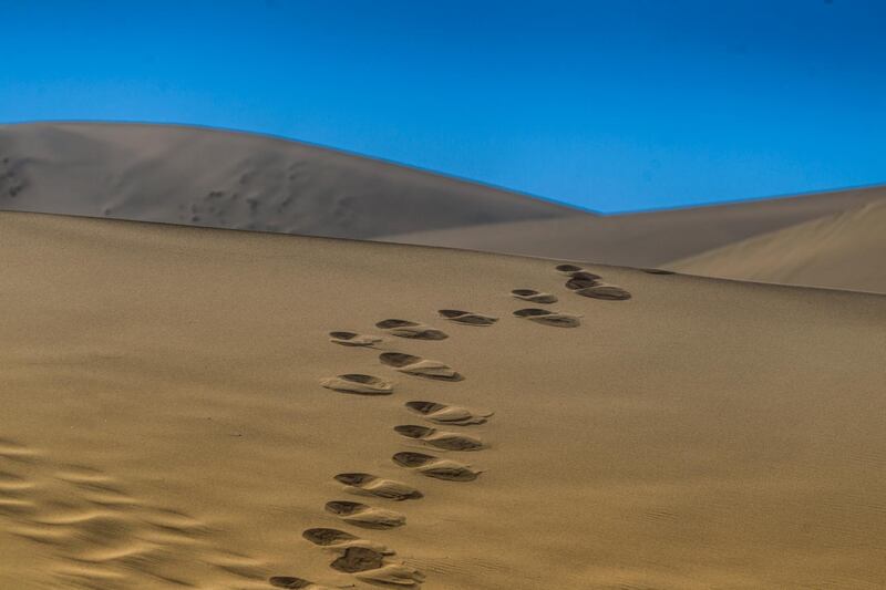 Camel tracks in the sand.