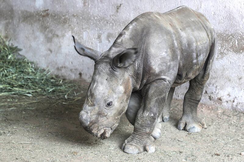 Sudan Junior is the second rhino to be named after a famous rhino. Courtesy Al Ain Zoo
