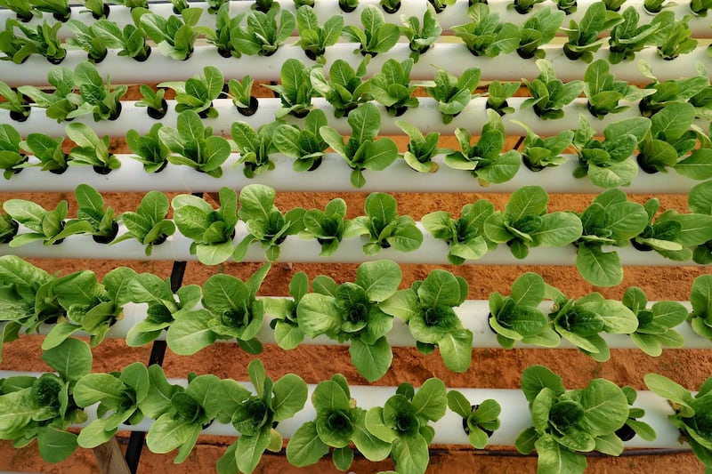 Lettuces thriving at Mounir and Siraj's hydroponic farm in Qouwea. The farming technique could make a big difference to food production in Libya, which is plagued by water shortages.  AFP