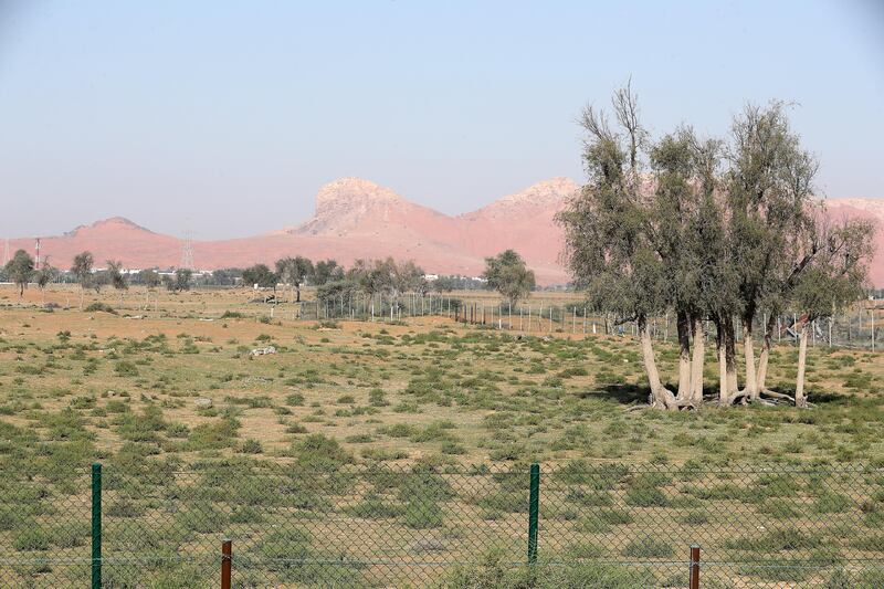 The desert is now a carpet of green