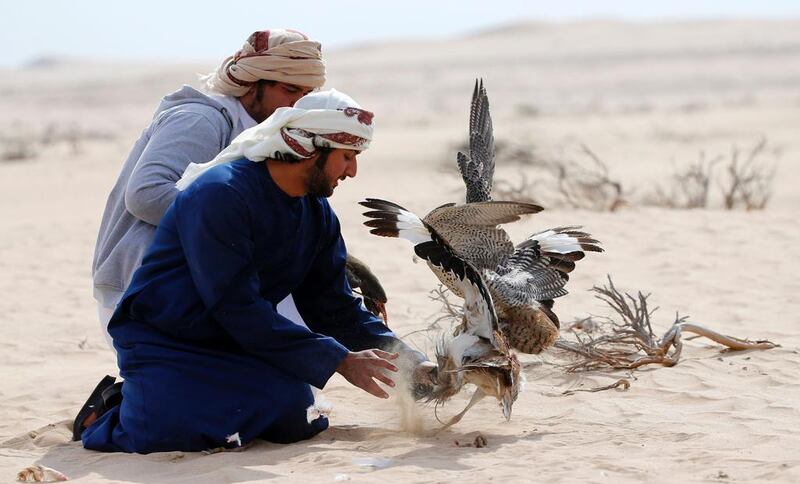 Falconry in the desert. All photos: AFP