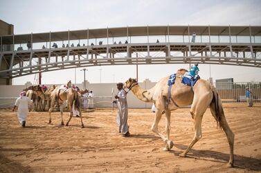 DUBAI, UNITED ARAB EMIRATES - APRIL 11, 2018. Caretakers prepare their camels for the final race at Al Marmoum Heritage Festival. (Photo by Reem Mohammed/The National) Reporter: Anna Zacharias Section: NA