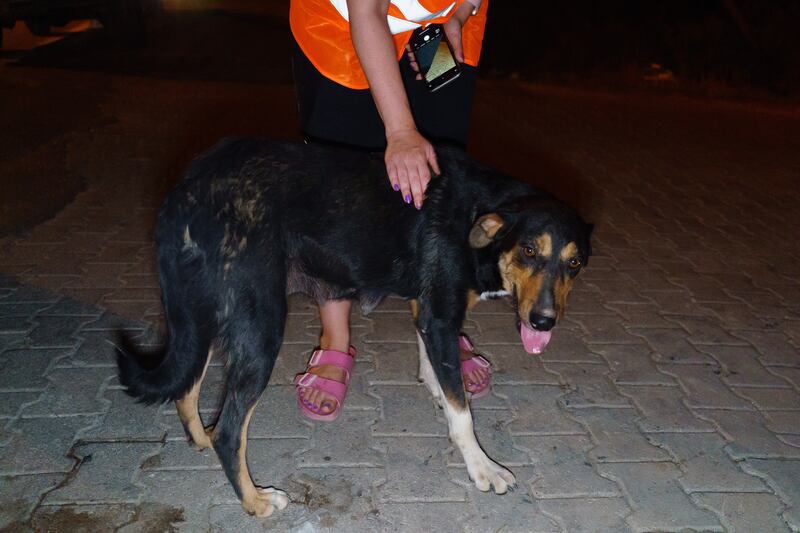 A rescued street dog in Gundogmus, Antalya.