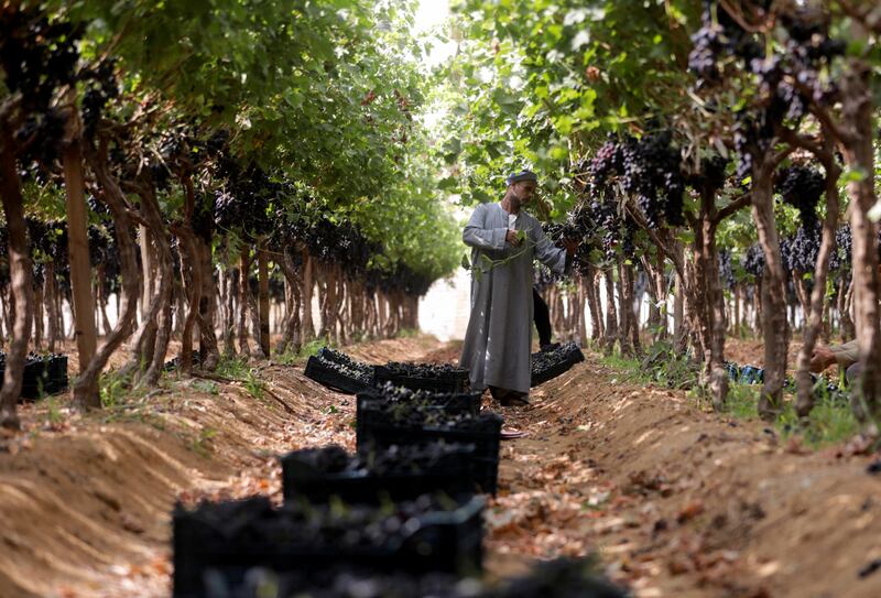 A man harvests grapes from rows of vines at the farm in the El Menoufia.