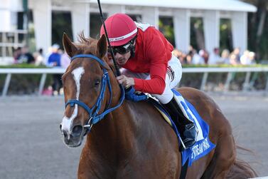 Gladiator King has five wins in the US under his belt. Courtesy Derbe Glass