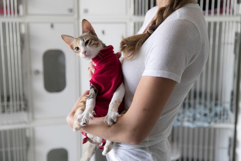 DUBAI, UNITED ARAB EMIRATES - AUGUST 24, 2018. 

Fifi, a male arabian mau, is up for adoption at Animal Specialist Clinic in Al Wasl. (Photo by Reem Mohammed/The National)

Reporter: 
Section:  NA STANDALONE