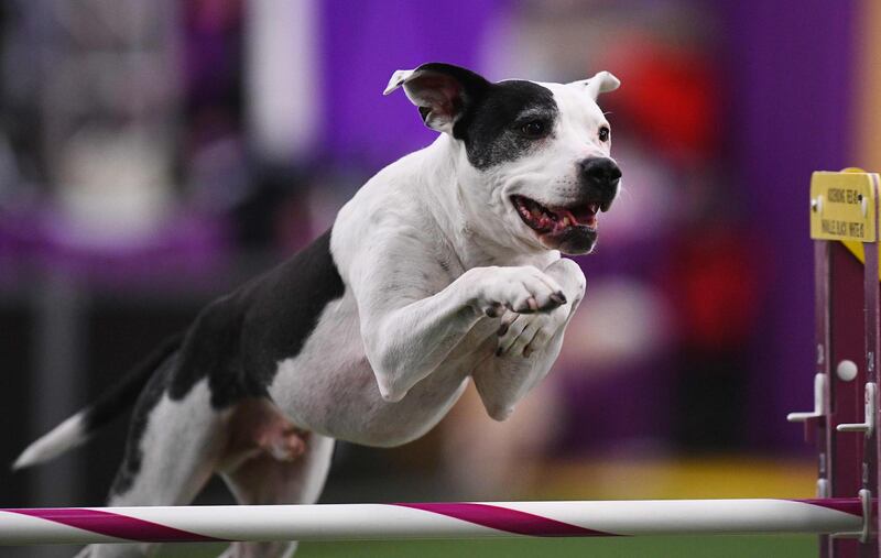 We can't get enough of dogs jumping: A dog competes in the Masters Agility Championship during the Annual Westminster Kennel Club Dog Show on February 8, 2020 in New York City. AFP