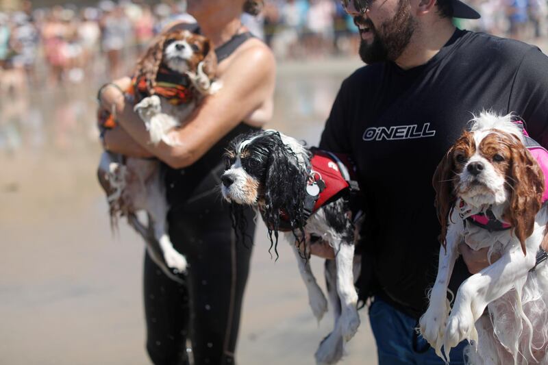 Wet dogs watch from the beach after competing in the 14th annual Helen Woodward Animal Center "Surf-A-Thon". Reuters