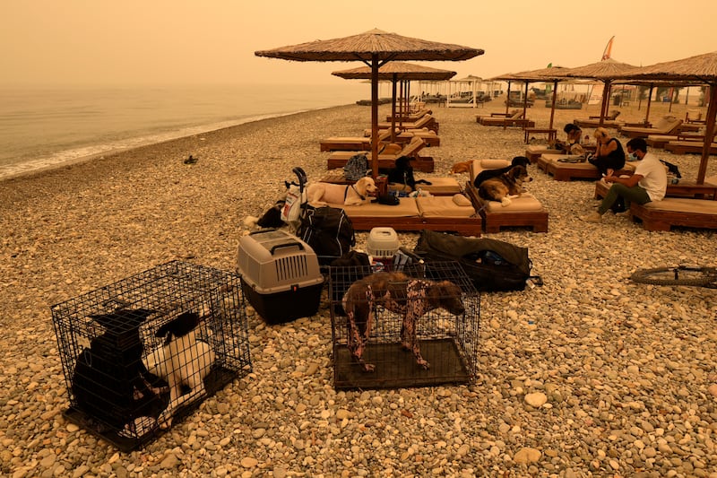 Residents forced to flee from their homes by the flames gather with their pets on the beach at Pefki.