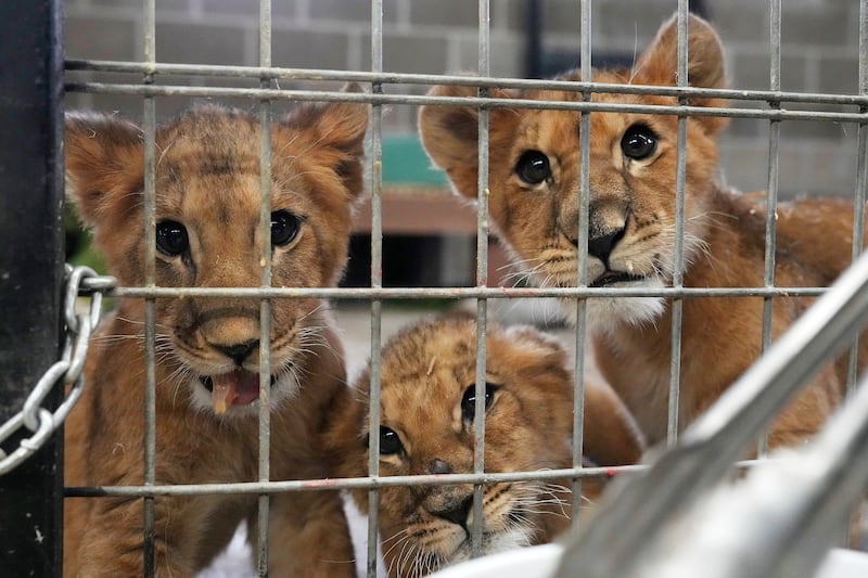 Lion cubs rescued from the war in Ukraine by the International Fund for Animal Welfare, adjust to their new home at The Wildcat Sanctuary, in Sandstone, Minnesota. All photos: AP