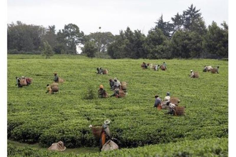 Workers pick tea leaves at a farm in Limuru, 50km from Nairobi.