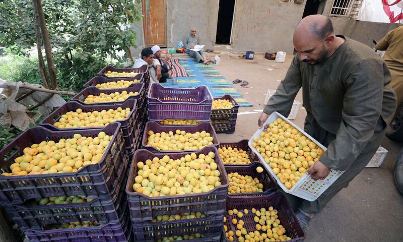 Apricots in Al Amar village, the main supplier of the fruit in Egypt. EPA