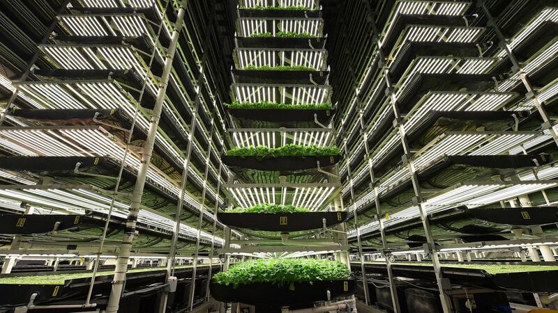 AeroFarms is the largest vertical farm operation in the world. AFP