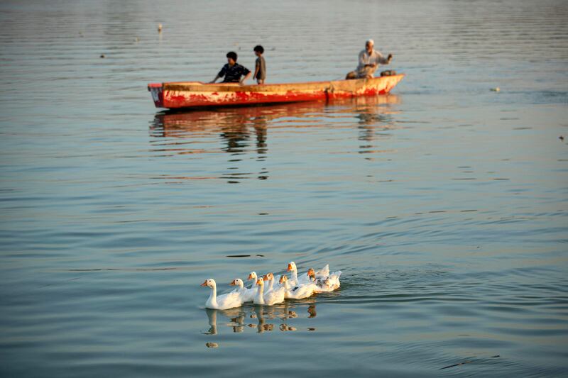 A flock of geese swims past a boat in the Shatt Al Arab waterway.