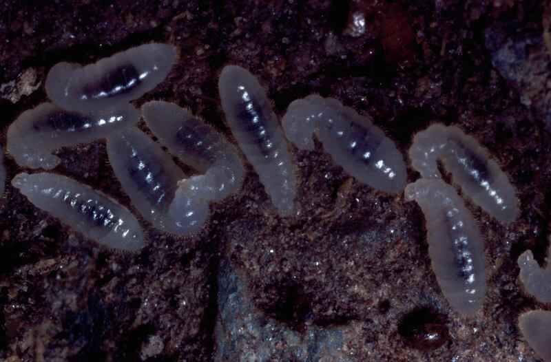 Black ant larvae are consumed in Mexico. Getty Images