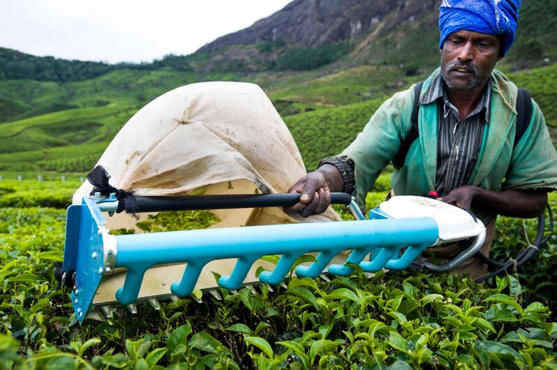 14th February 2013, Munnar, Kerala, India.  Tea pickers using a motorised tea picking machine on the Lockhart Tea Estate owned by HML, near Munnar, Kerala, India on the 14th February 2013 . Simon de Trey-White for The National