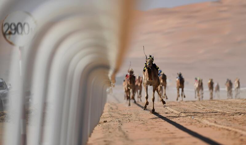 A camel race near the Moreeb Dune during the Liwa Sports Festival in Abu Dhbai's Empty Quarter. Martin Dokoupil / EPA