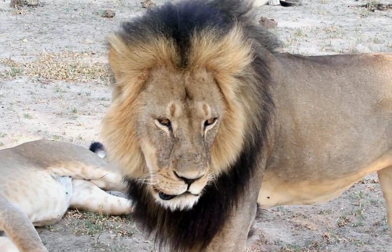 Cecil, a well-known protected lion from Hwange National Park, Zimbabwe, was allegedly killed by an American dentist with a crossbow while on a big game hunt. Paula French via AP
