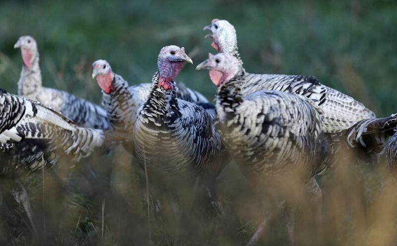 If you’re American, or have American friends, you know that last week was Thanksgiving. Orlin Wagner / AP Photo